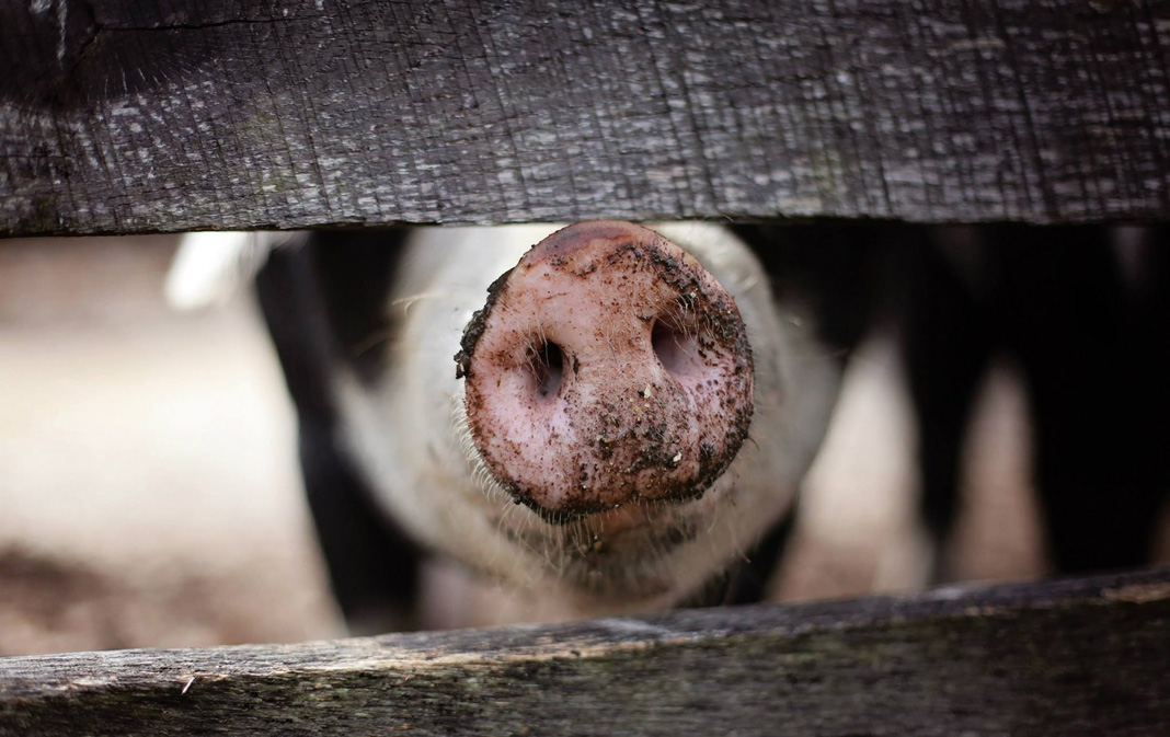 Campagne-veeteelt-en-gezondheid